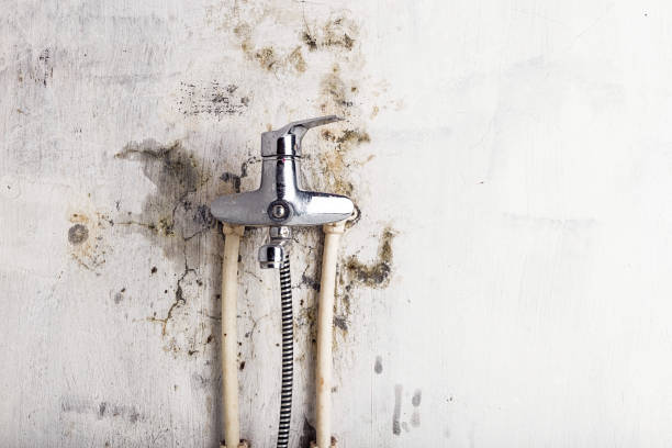 Best Mold Remediation for Specific Building Types in Wesson, MS