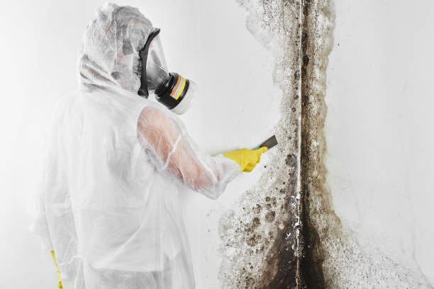 Best HVAC Mold Remediation in Wesson, MS