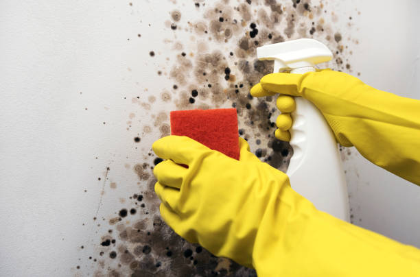 Best Commercial Mold Remediation in Wesson, MS